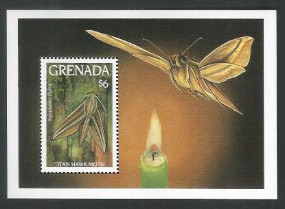 Guyana Stamps Miniatue sheet – Titan Hawk Moth – Insert - DDD0014